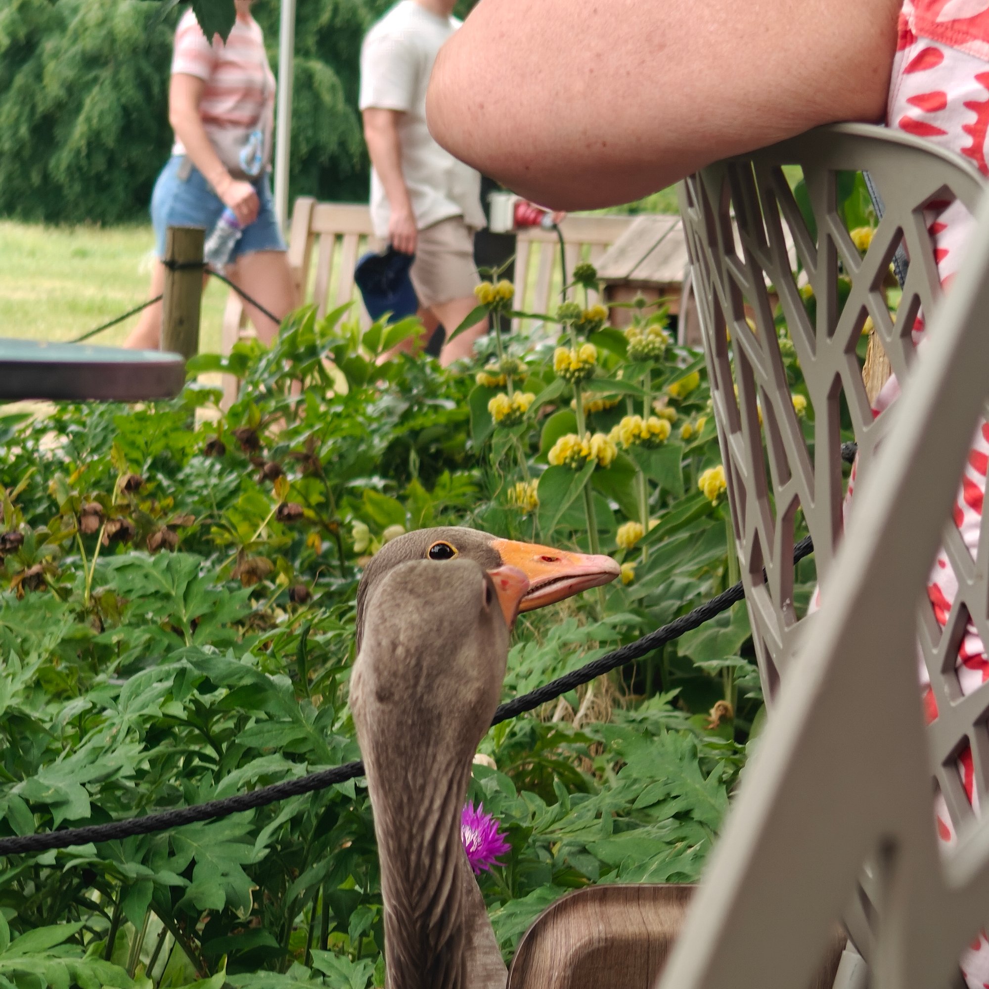 Greylag